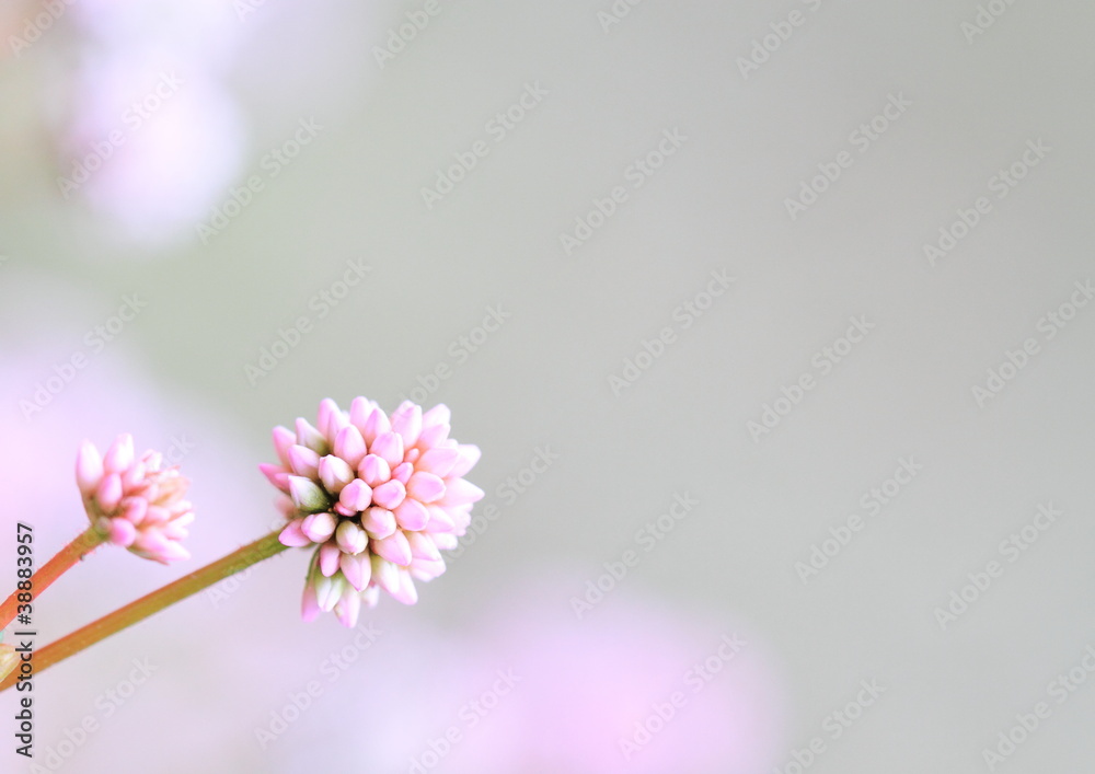 可愛い姫蔓蕎麦 可愛い姫蔓蕎麦