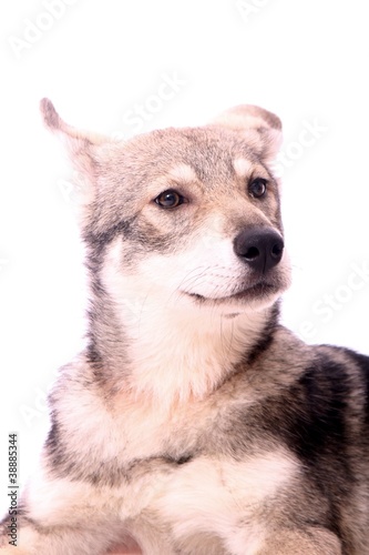 Fototapeta Naklejka Na Ścianę i Meble -  Wolfshund Junghund Portrait