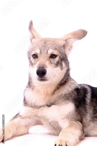 grauer Wolfshund Junghund Portrait
