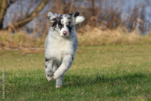 Border Collie