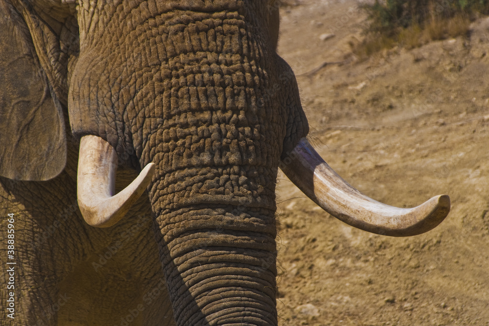 Obraz premium Elefante