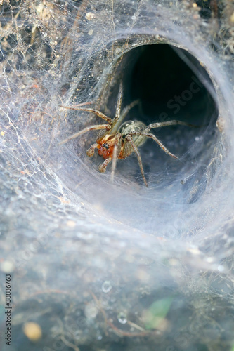 Funnel Web Weaver Grass Spider