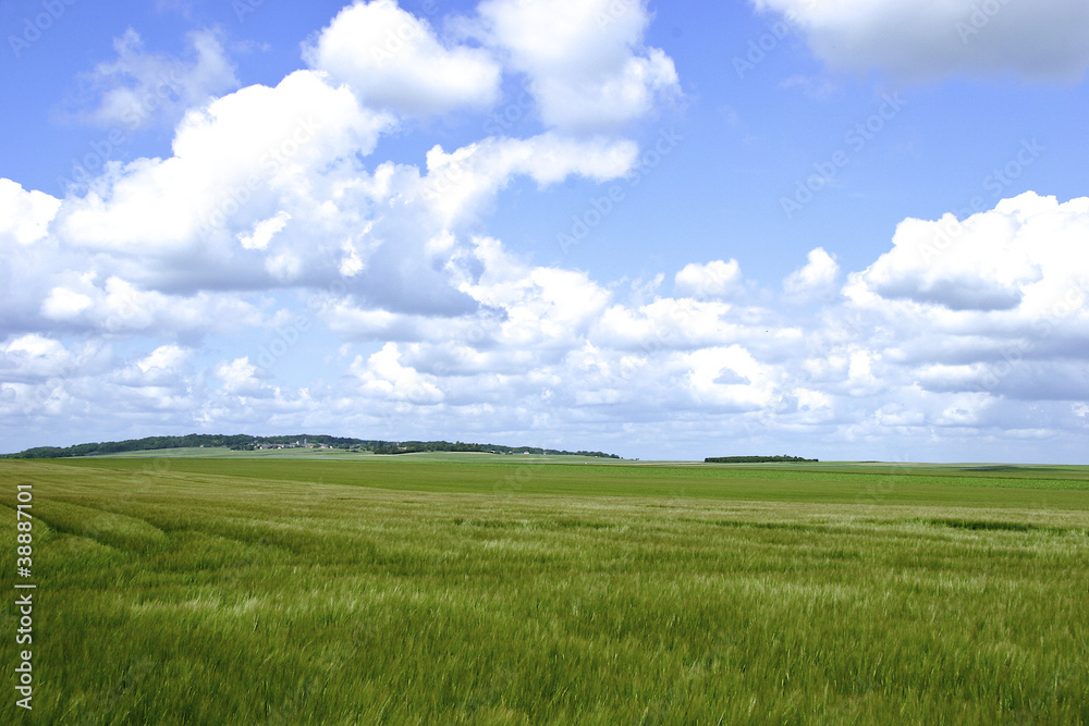 Champ de céréales en pays rémois.