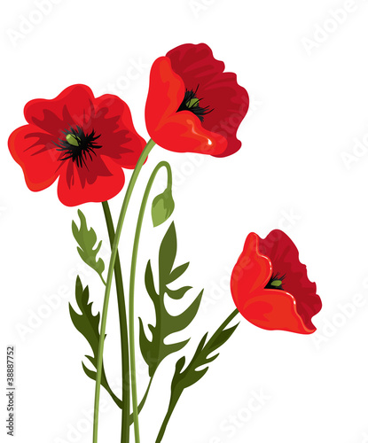 Fototapeta Naklejka Na Ścianę i Meble -  Three poppy