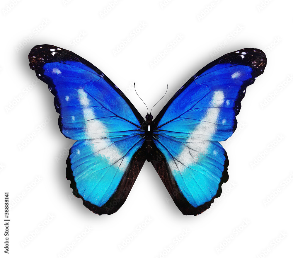 Obraz premium Blue butterfly, isolated on white