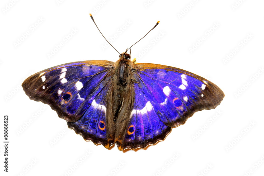 Naklejka premium Butterfly - Lesser Purple Emperor on white
