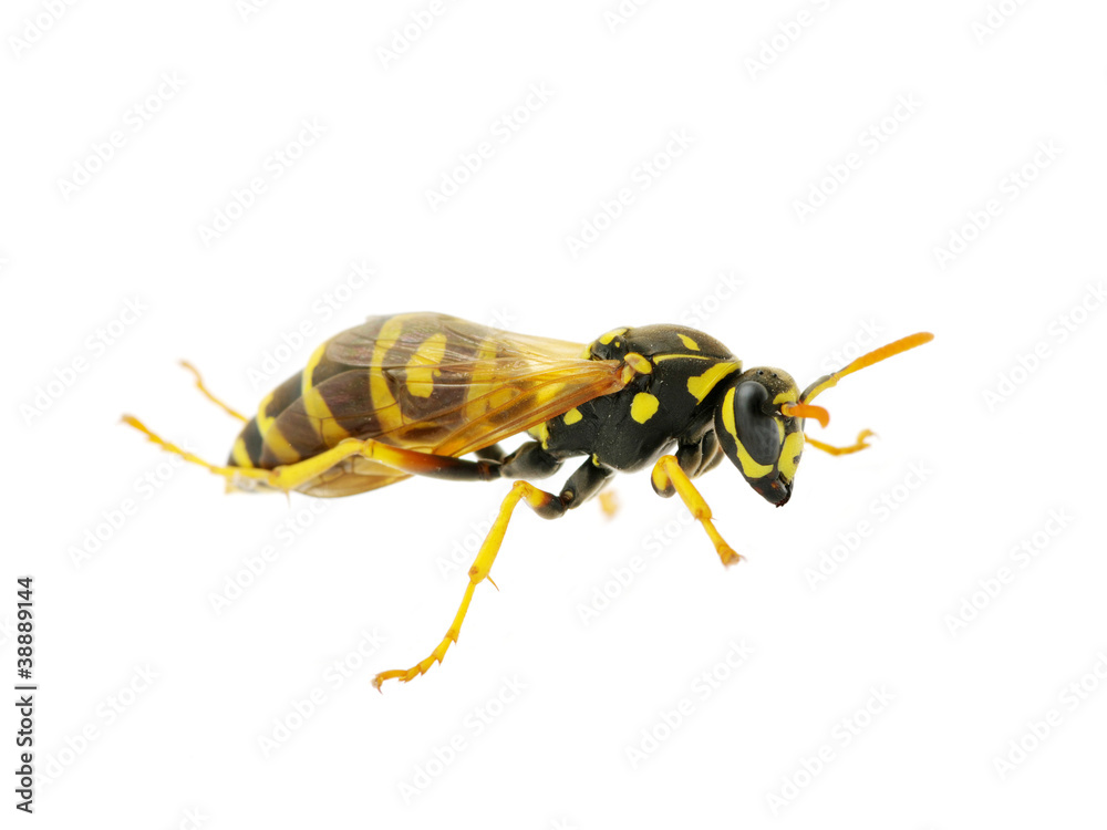 wasp wasp