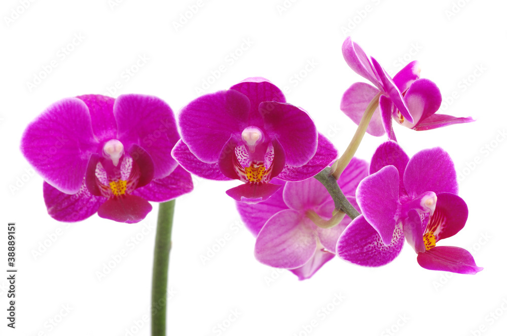 Pink orchid