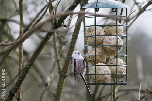 Long tailed Tit (Aegithalos caudatus) photo