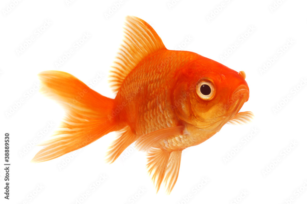 Obraz premium Pomarańczowa złota rybka na białym tle