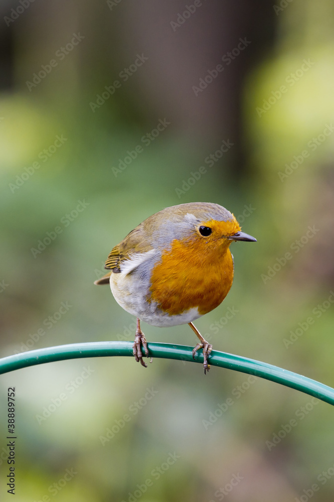 Obraz premium Robin ( Erithacus rubecula )