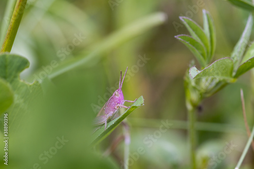 Pink Grasshopper © chris2766