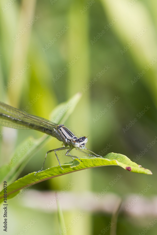 Damselfly Damselfly