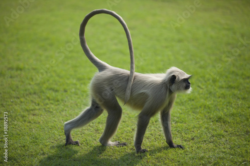 Monkey langur or hanuman on the green grass in India photo