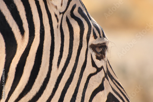 Zebra im Detail photo