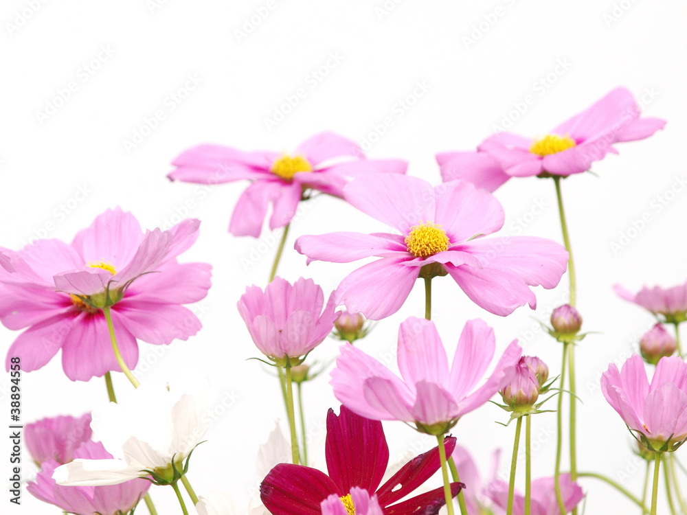 Pink flower of cosmos isolated on white background