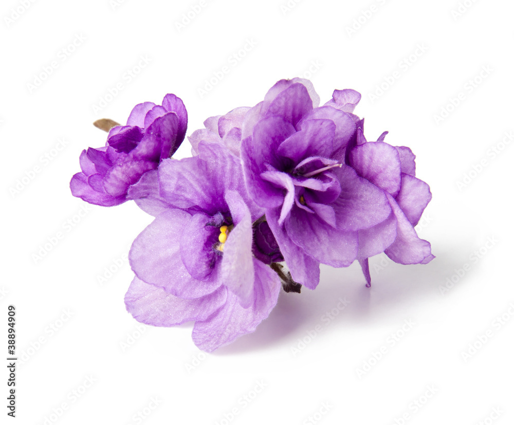 Three violets over white background