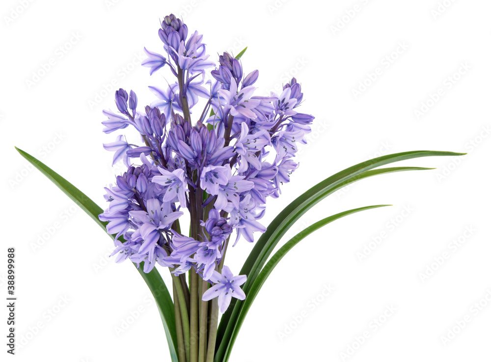 Fototapeta premium Bluebells Flowers