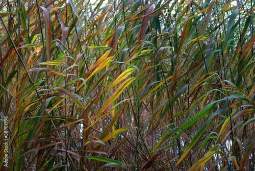 Reeds in autumn