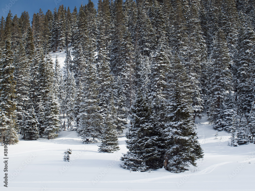 Fototapeta premium After Snow Storm