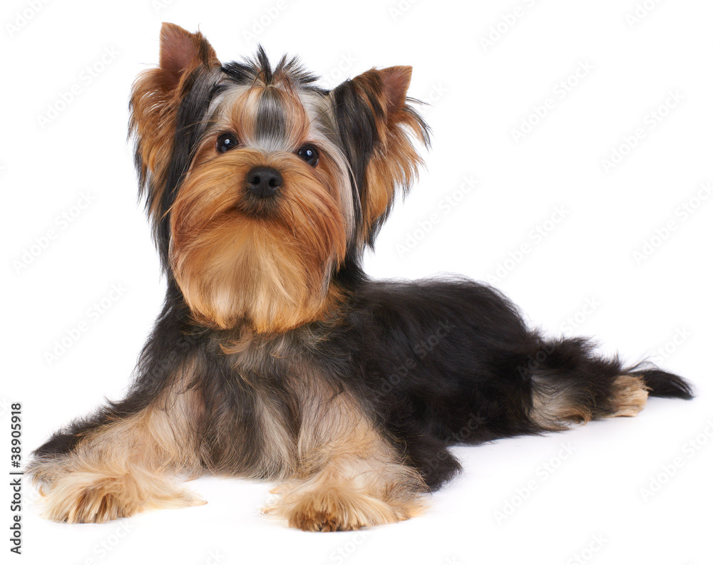 Puppy of the Yorkshire Terrier