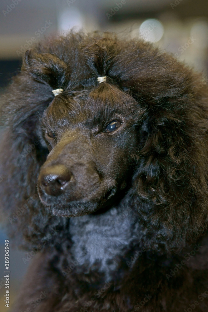 chien - caniche noir - toiletté et coiffé  # 28