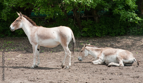 Onager