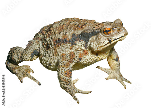 Toad (Bufo gargarizans) 29