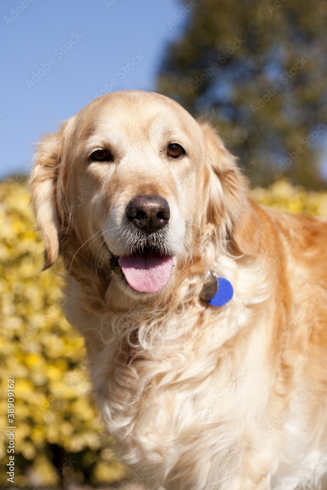 Golden Retriever