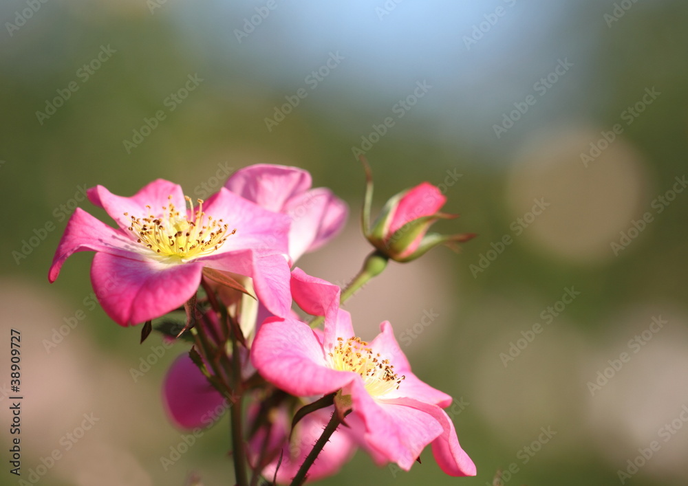 Obraz premium 一重のユニークな薔薇クンバヤ