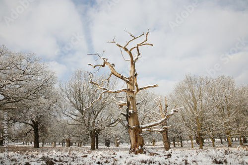 Winter landscape of Richmond Park photo