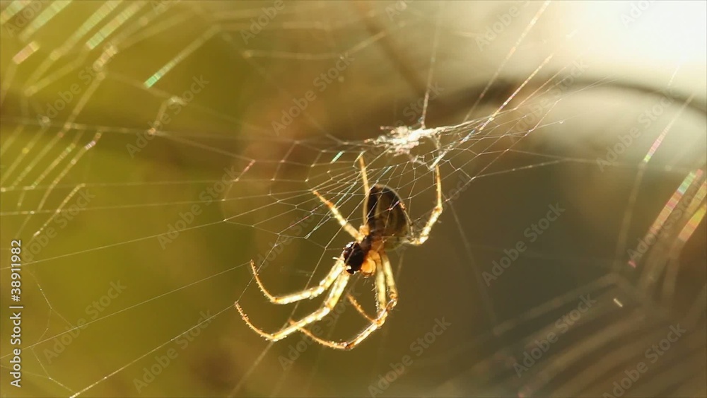 Spider on the Web Spider on the Web