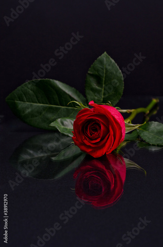 Red rose