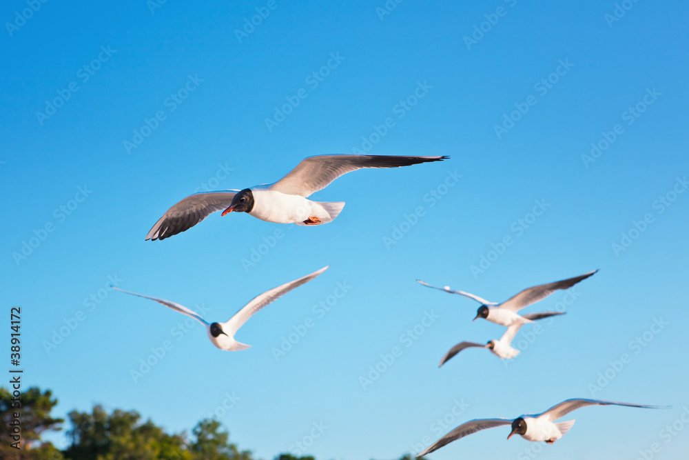 Obraz premium Seagulls