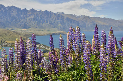 Lupins devant le lac de Queenstown - Nouvelle Zélande