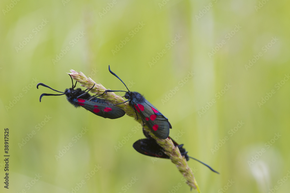 Fototapeta premium Five spot burnet