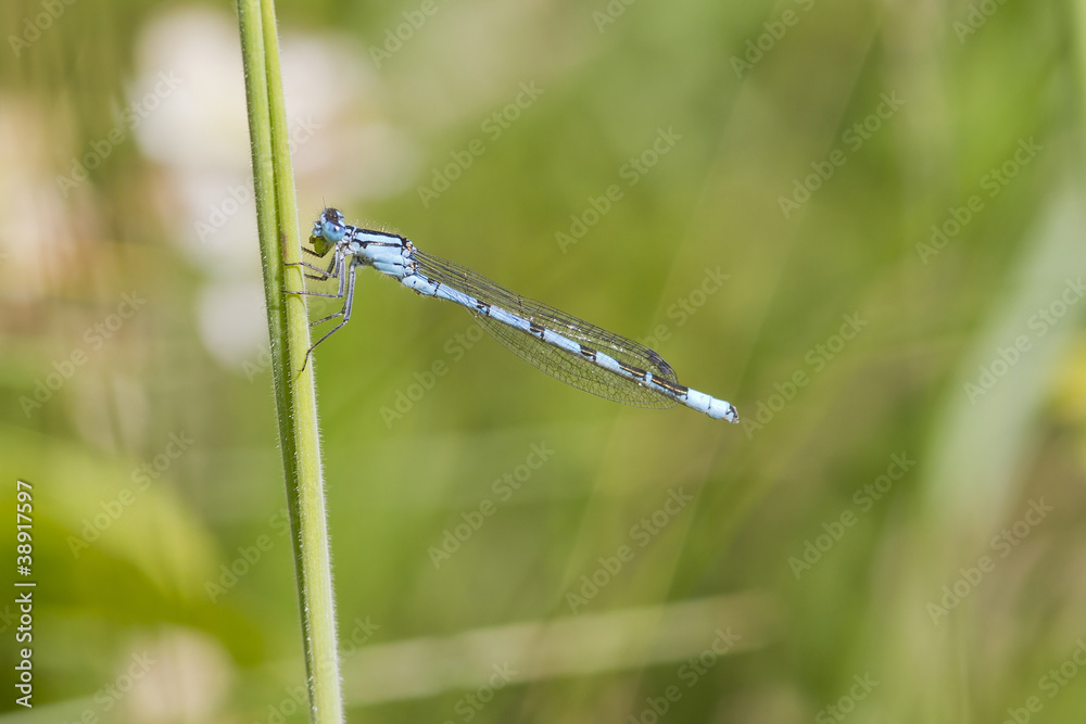 Blue Damselfly Blue Damselfly