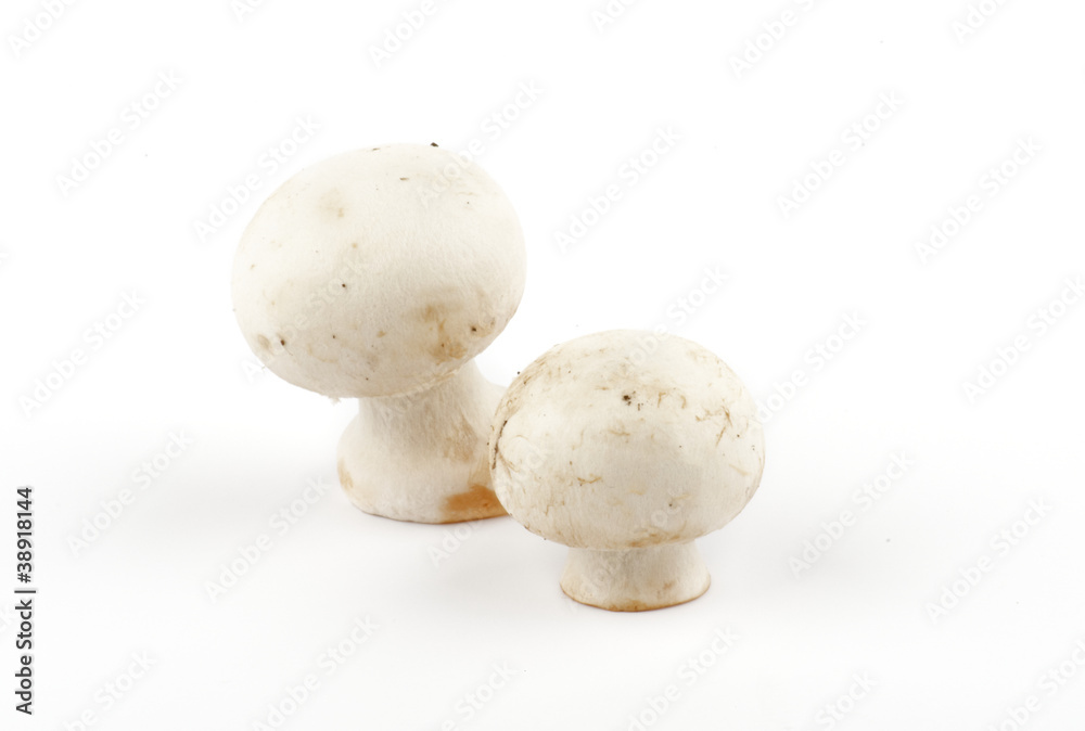White Champignon Mushroom isolated on white background White Champignon Mushroom isolated on white background