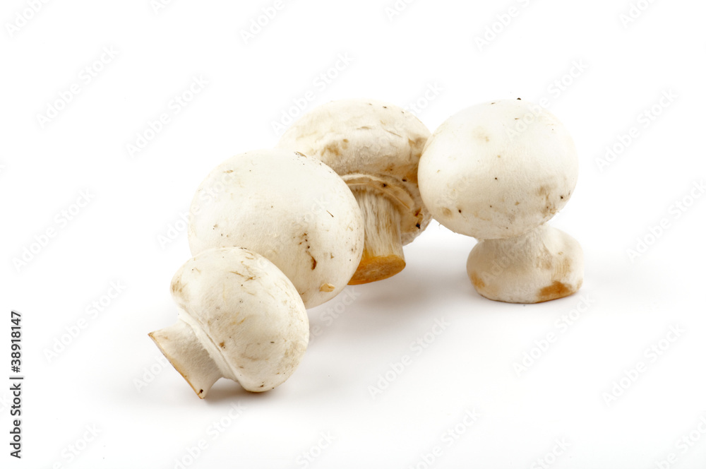 White Champignon Mushroom isolated on white background White Champignon Mushroom isolated on white background