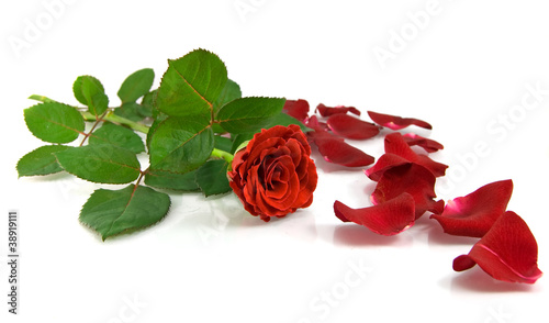 Fototapeta Naklejka Na Ścianę i Meble -  Red rose on the white