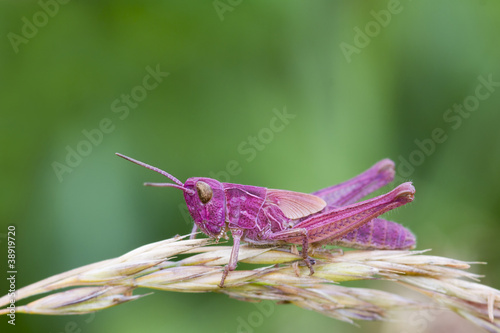 Pink Grasshopper