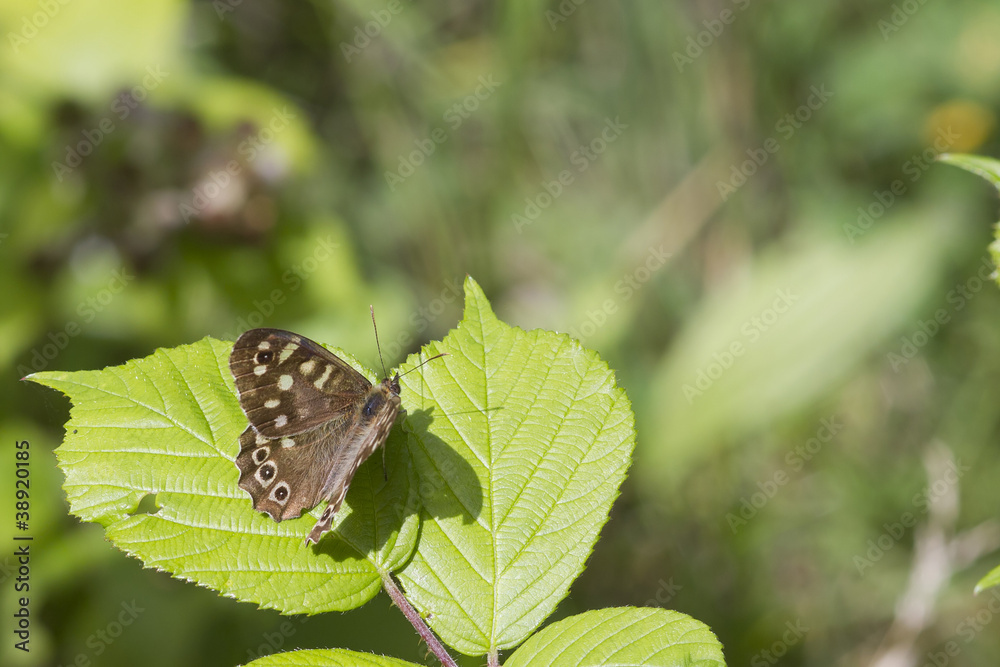 speckled wood butterfly