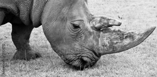 Close up black and white staring eye rhino face and horn