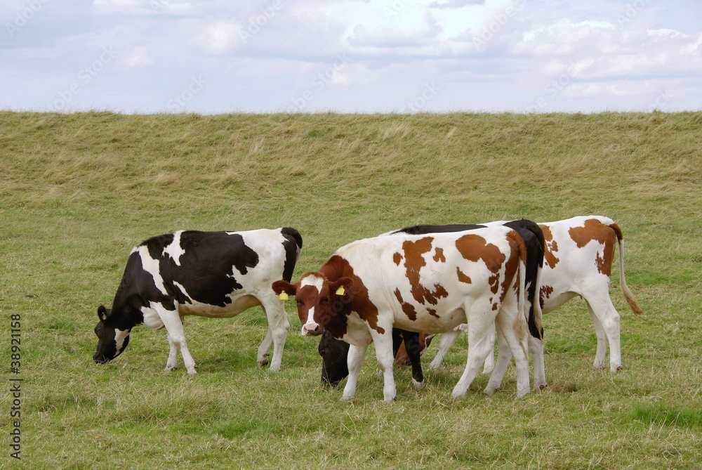 Young cows on a dike