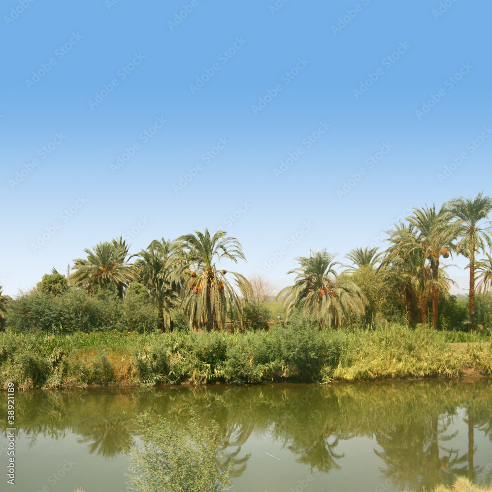 Green area with palm trees along the river Nile in Egypt,