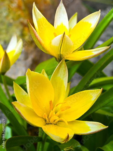 Fototapeta Naklejka Na Ścianę i Meble -  Tulipany botaniczne