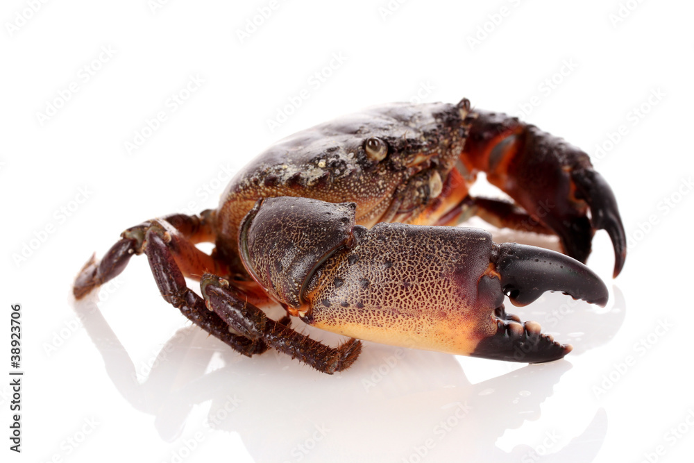 Crab isolated on white