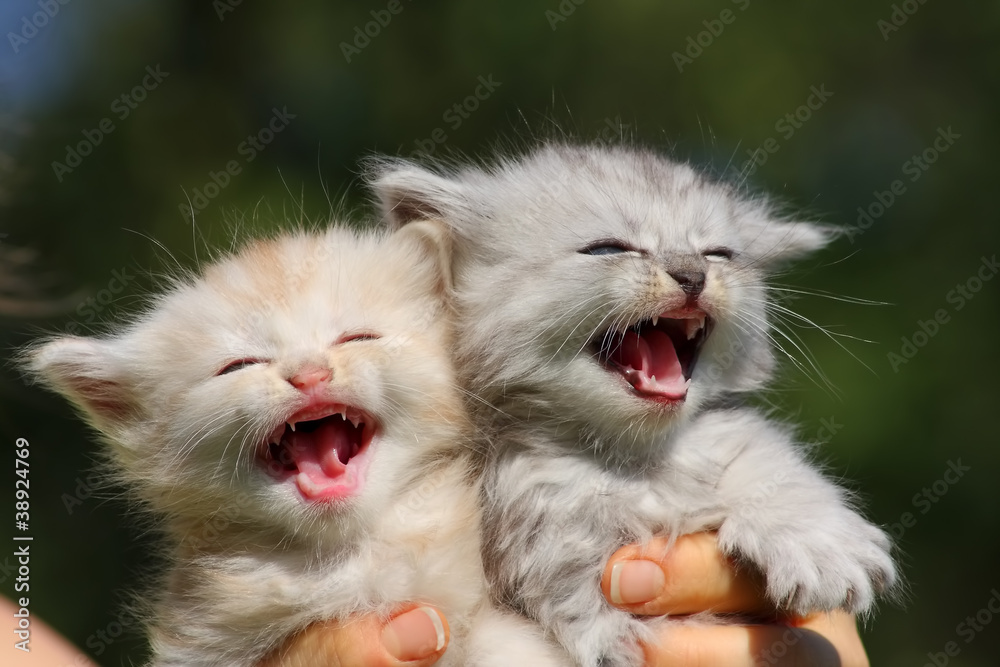 two little kittens