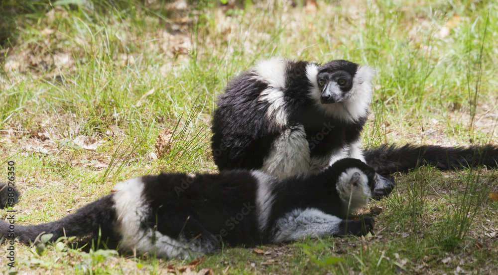Fototapeta premium Two black-and-white ruffed lemurs