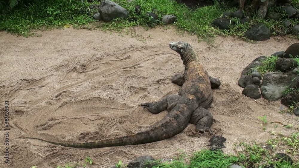 comodo varan comodo varan